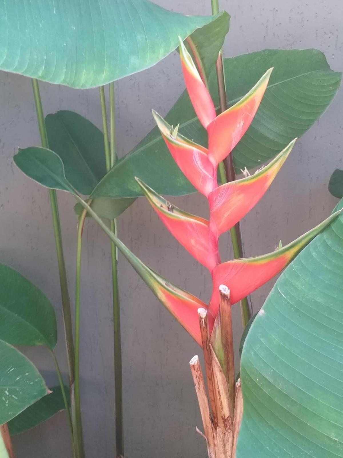 Chale Tulipa - Centro Praia Da Pipa Praia de Pipa Екстер'єр фото